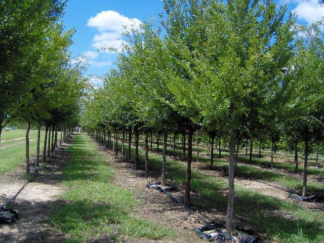 Allee Elm - Red Pebble Trees